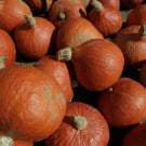 pumpkins-250