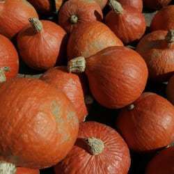 pumpkins-250