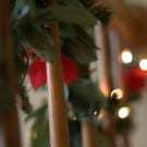 IMG_0037-250