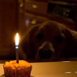 Thumbnail image for Apple & Cheddar Pupcakes for Einstein’s 4th Birthday!