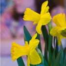 daffodils-250