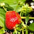230 Summer Recipes