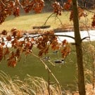fall-A-250