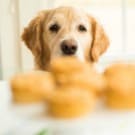 Doggie Pupcakes with Peanut Butter-Yogurt Frosting