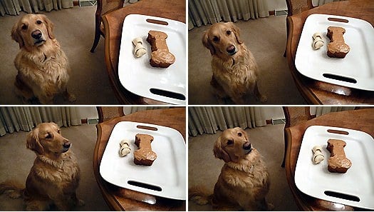 Collage of photos of dog next to bone-shaped birthday cake.