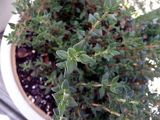 Overhead image of a thyme plant.