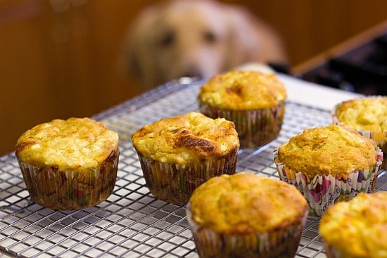 Apple and cheddar cupcakes for dogs on a cooling rack with a dog staring at them.
