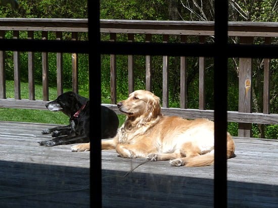 2 dogs laying on a deck.