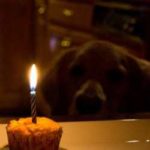 A dog looking at a cupcake with a candle in it.