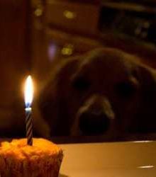 A dog looking at a cupcake with a candle in it.