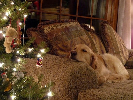 Einstein the dog on a chair looking at a Christmas tree.