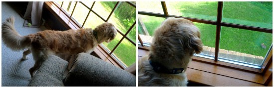 Collage of 2 images of Einstein the dog looking out the window.