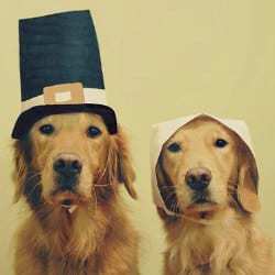 2 dogs wearing Thanksgiving hats.