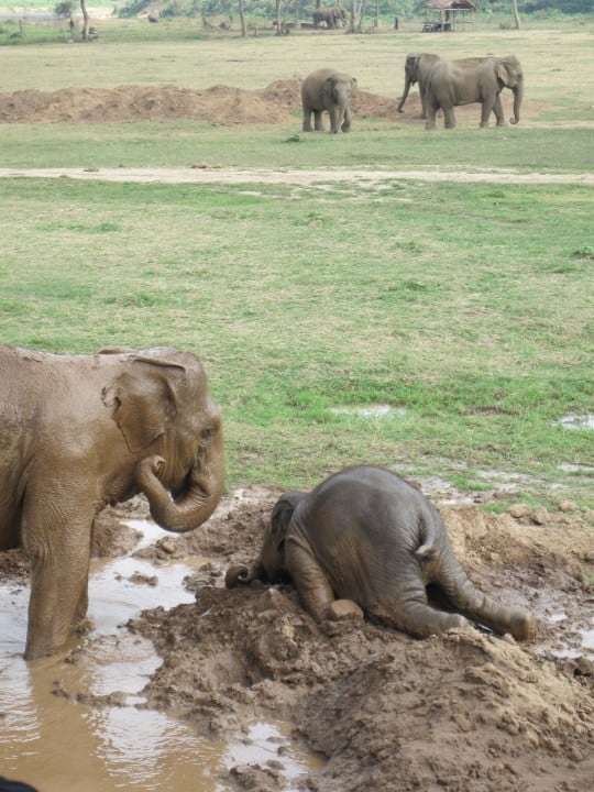 Elephant face plant