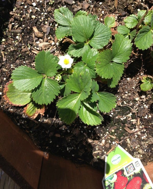 Strawberry Plant - 5/2/2013