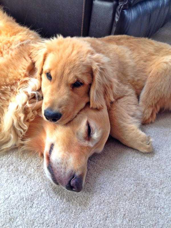 Duke & Einstein snuggling