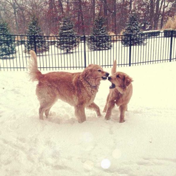 Einstein and Duke in the snow