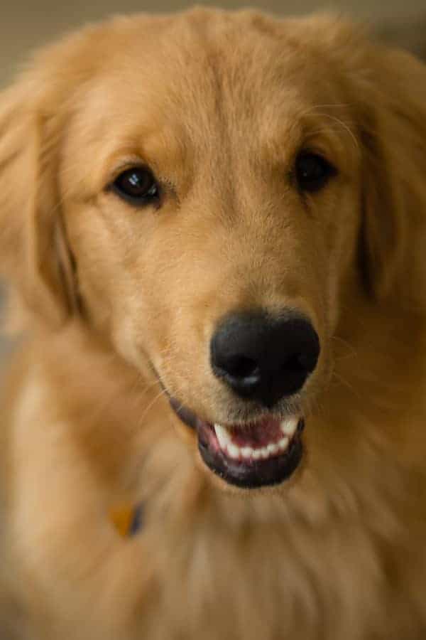 Duke's puppy face!
