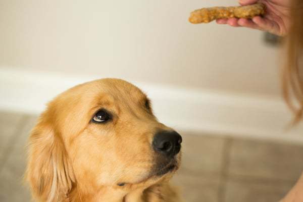Homemade Peanut Butter-Bacon Dog Treats | browneyedbaker.com