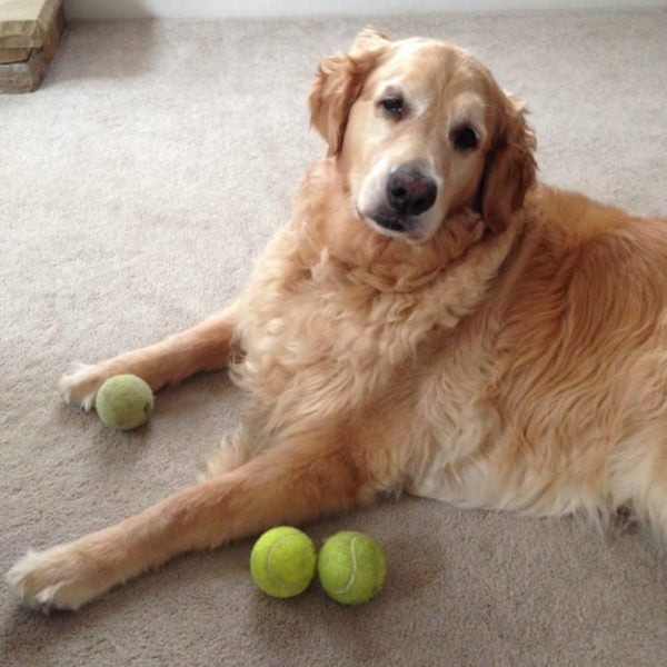 We have a tennis ball hoarding situation