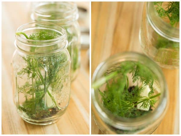 Quick & Easy Refrigerator Dill Pickles | browneyedbaker.com #recipe #summer #canning