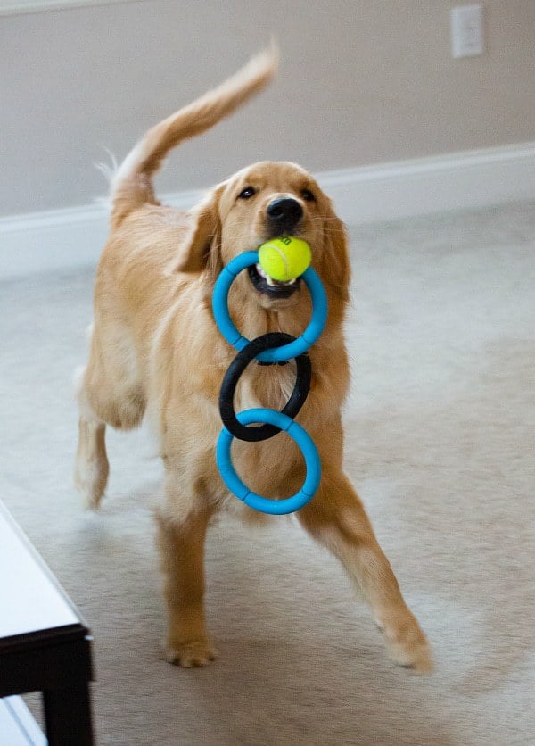 Duke can't possibly have enough toys