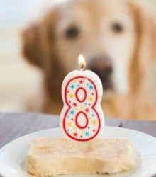 Frozen yogurt for dogs top