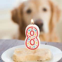 peanut butter dog popsicles