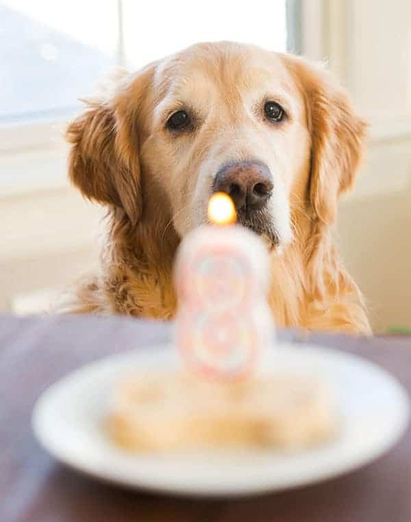 Frozen Peanut Butter-Yogurt Dog Treats for Einstein's 8th Birthday! | browneyedbaker.com