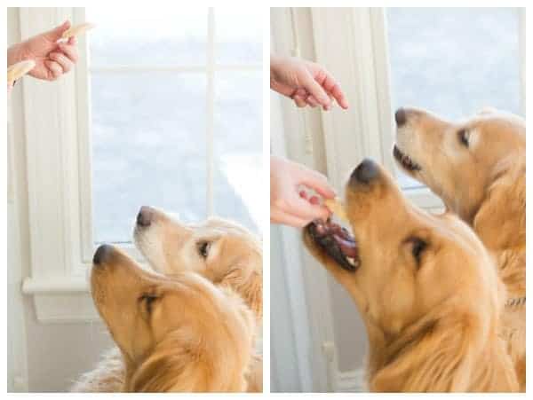Frozen Peanut Butter-Yogurt Dog Treats for Einstein's 8th Birthday! | browneyedbaker.com