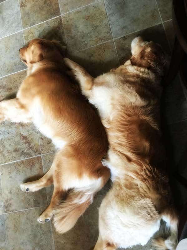 Einstein and Duke snuggles | browneyedbaker.com