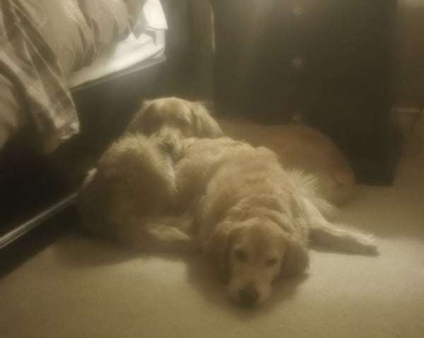 Duke and Einstein bedtime snuggles