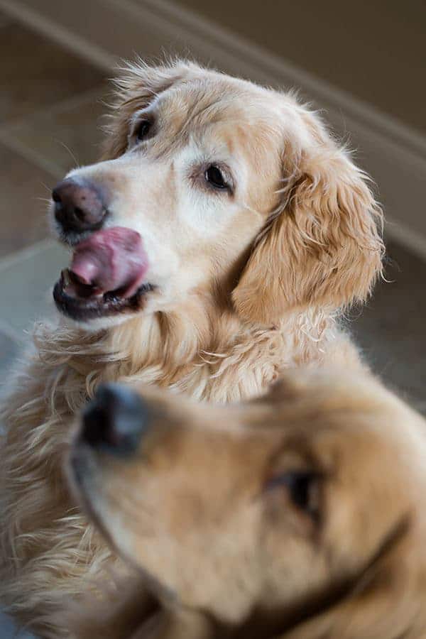 Mint-Buckwheat Homemade Dog Treats for Einstein's 9th Birthday! | browneyedbaker.com