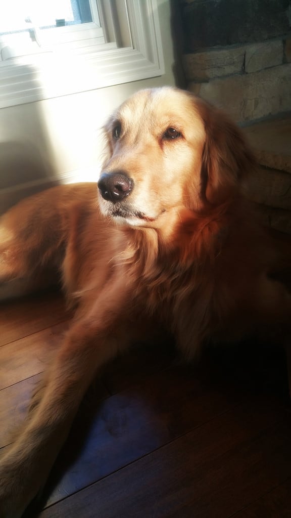 Duke basking in the sun