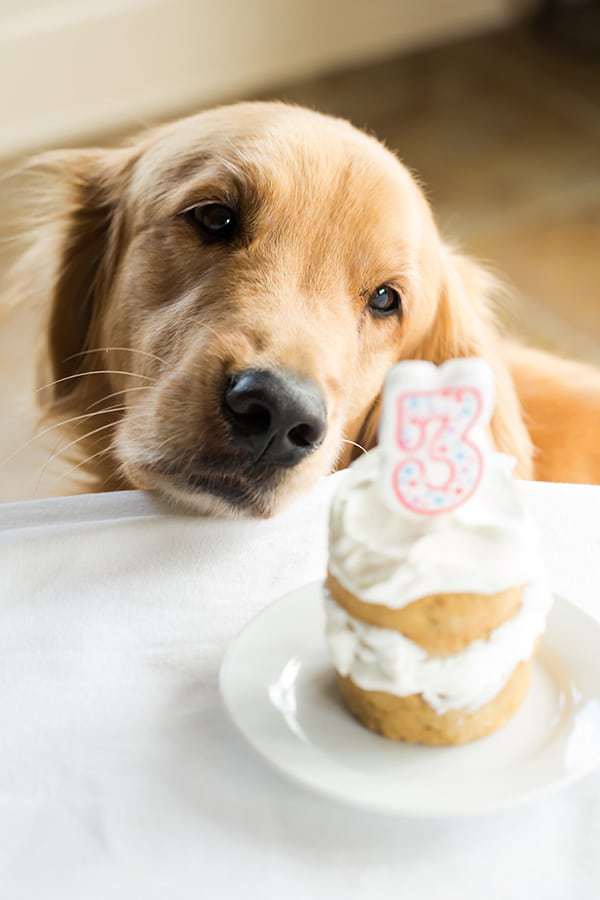 An easy coconut-honey doggy cake made with only a handful of ingredients and perfect for celebrating your pup's birthday!