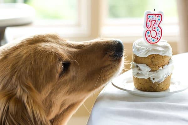 An easy coconut-honey doggy cake made with only a handful of ingredients and perfect for celebrating your pup's birthday!