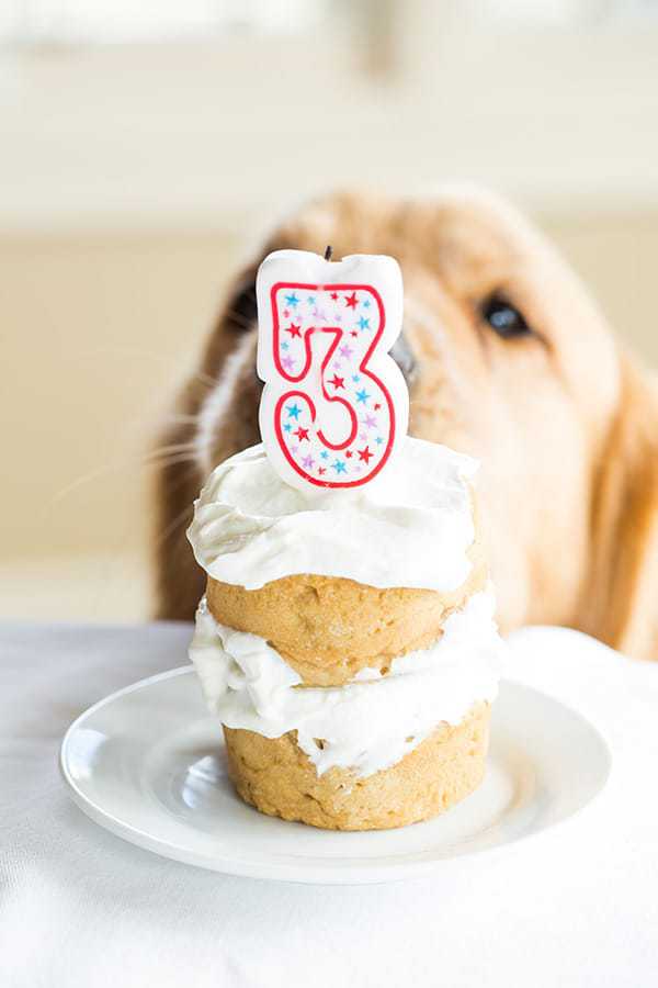 puppy with cake