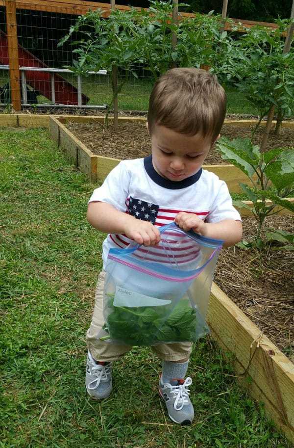 Joseph helping collect harvest in grandpap's garden