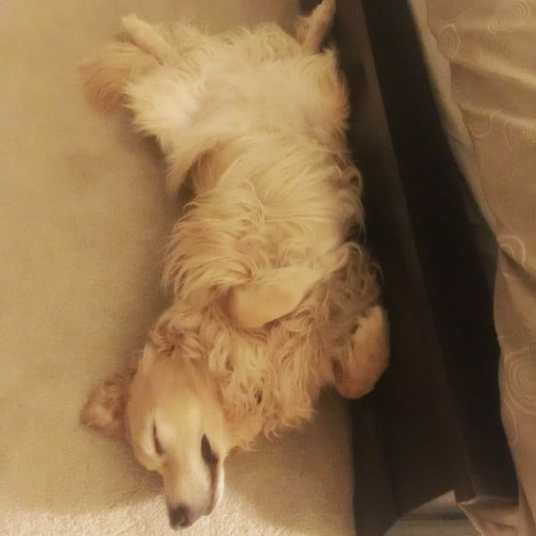 Einstein LOVES to be comfy!