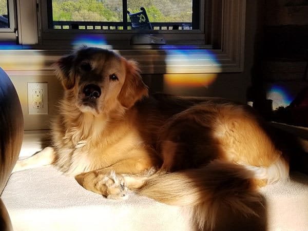 Duke basking in the sunlight