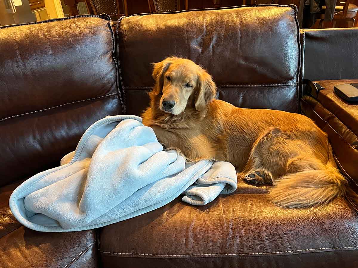 Golden retriever laying on a couch with a light blue blanket.