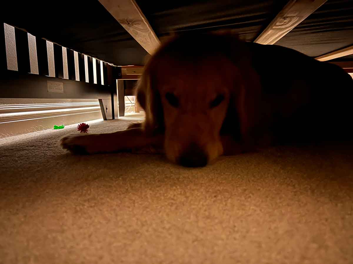 Dog laying underneath a bed.