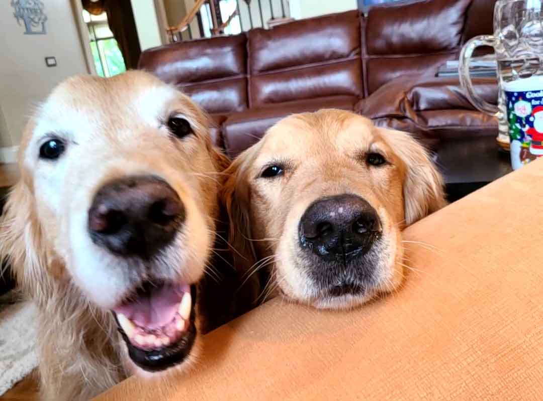 Two golden retrievers with their faces close together.