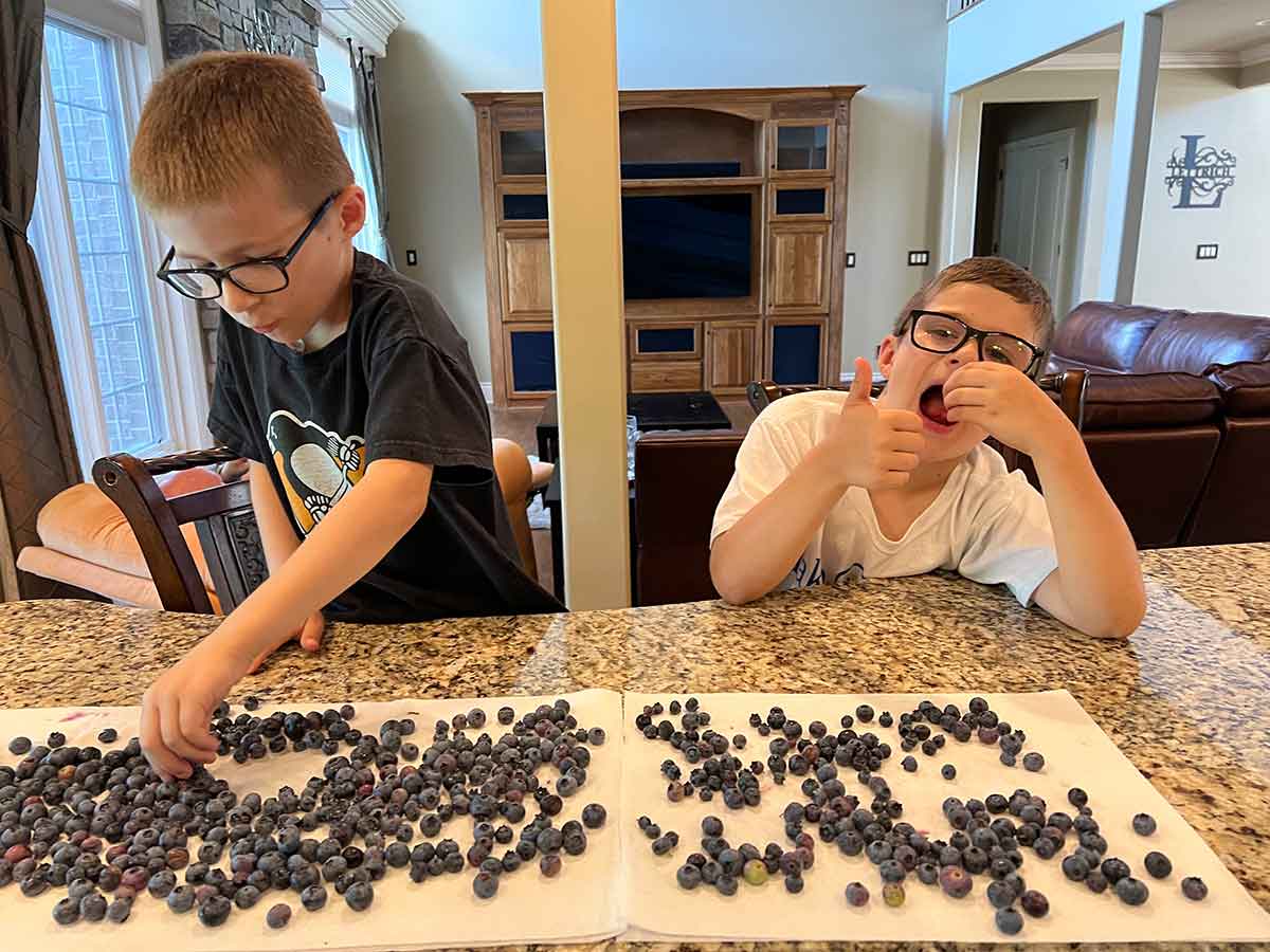 Two boys sitting at a counter eating blueberries laid out on paper towels.