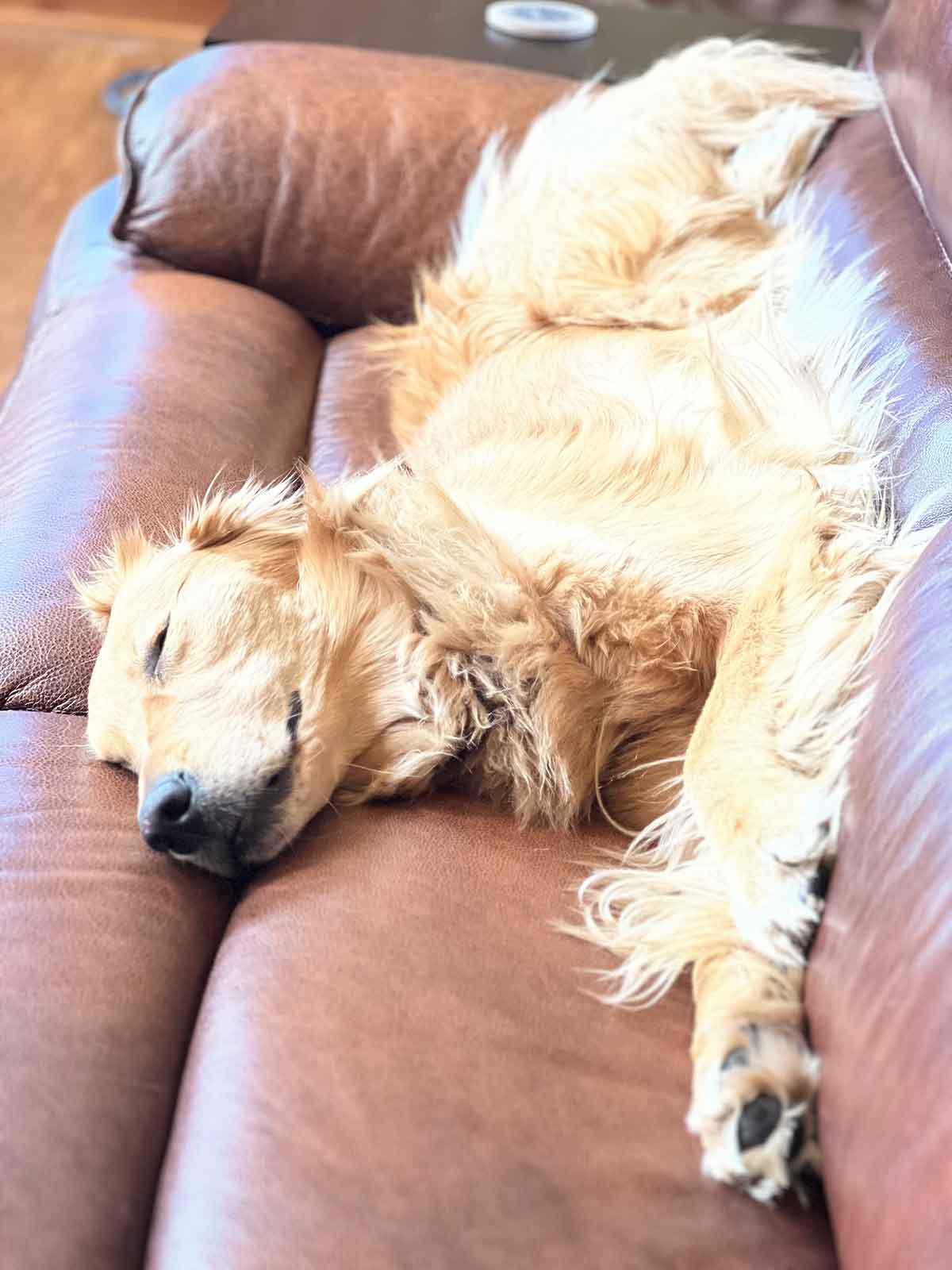 Dog sleeping on a couch.