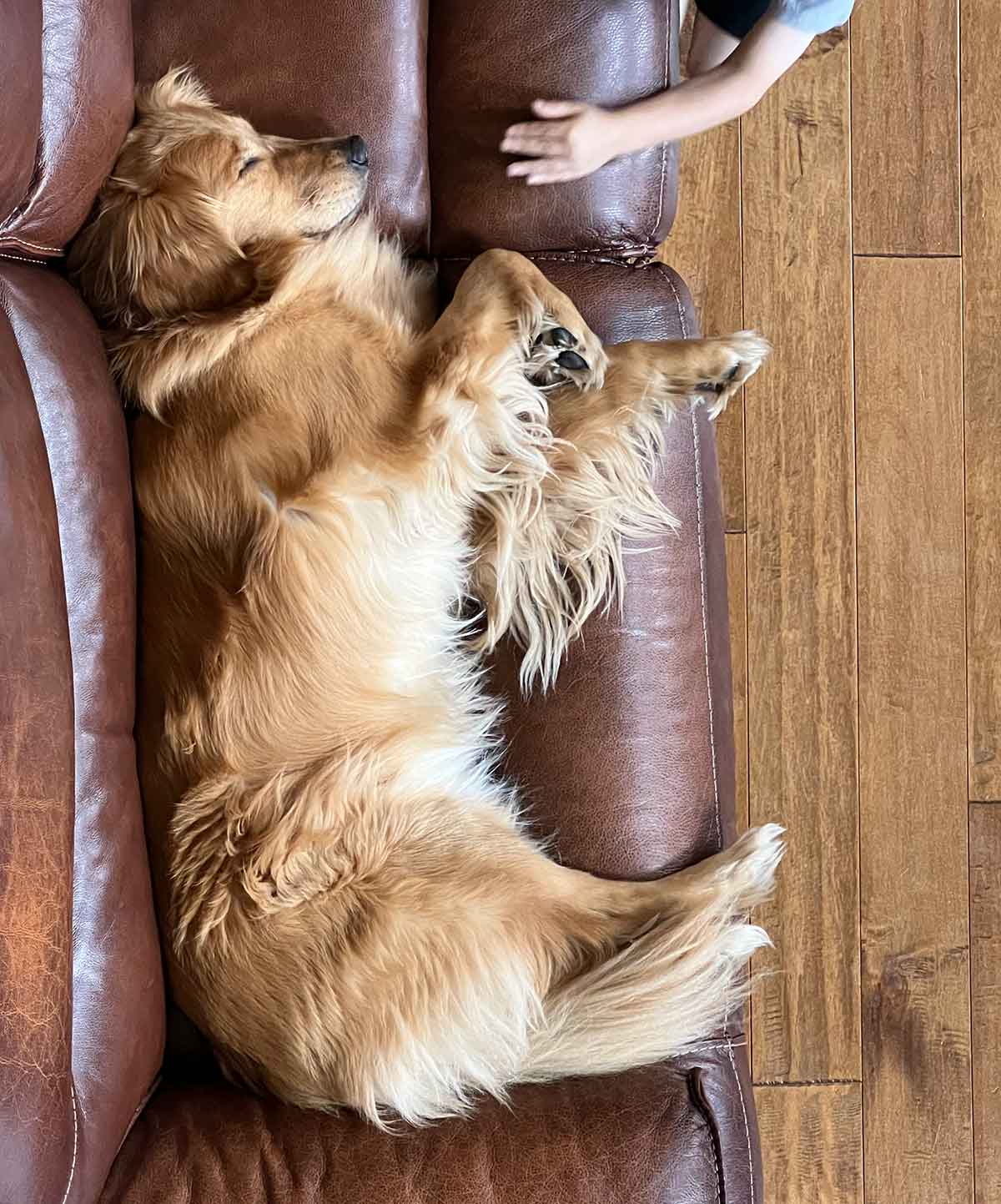 Golden retriever sleeping on a brown leather couch.