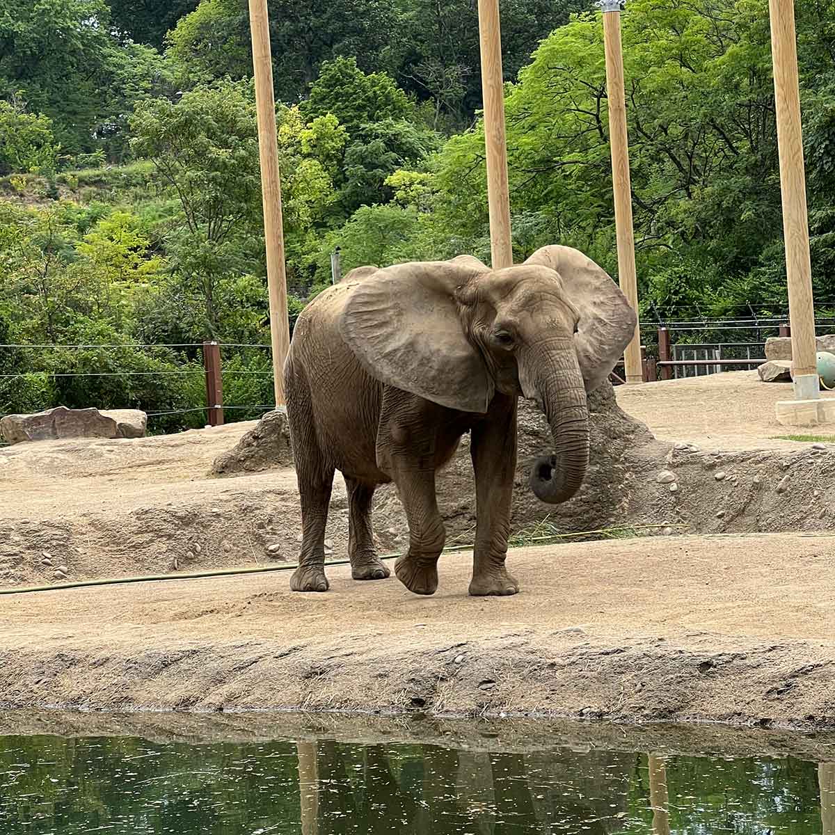 Elephant at a zoo.