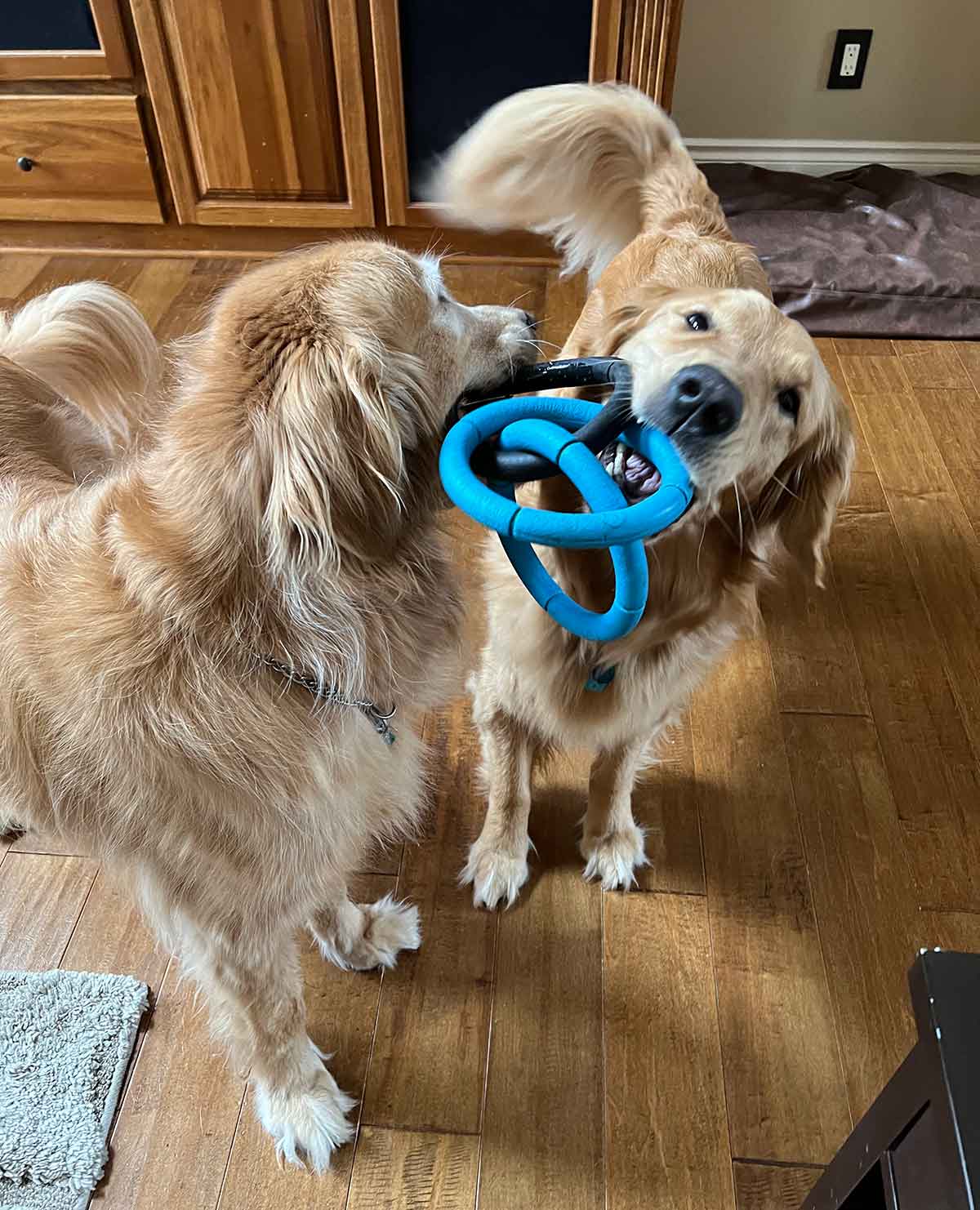 Two golden retrievers playing with a set of rubber rings together.