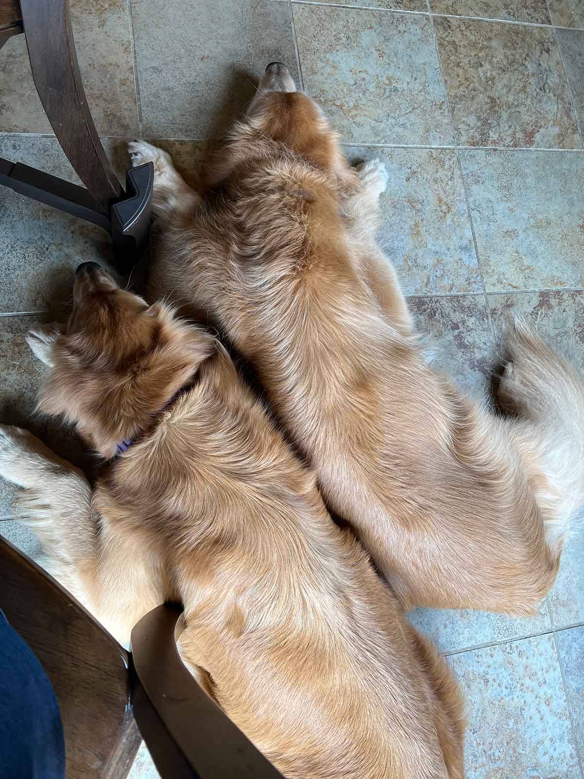 Two dogs laying next to each other on a kitchen floor.