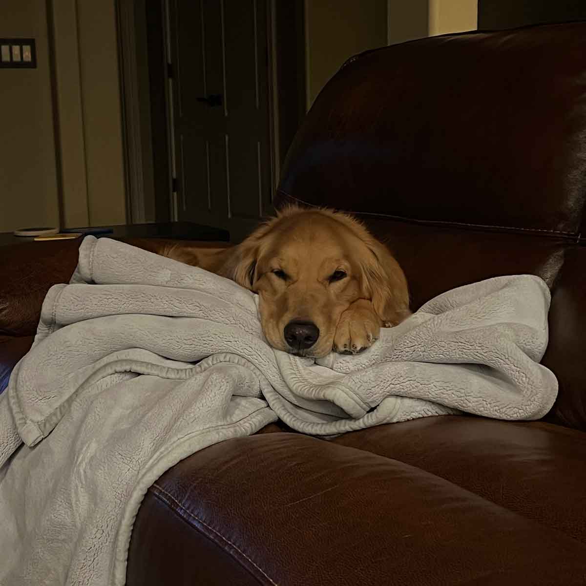 Golden Retriever dog laying on a cough with her head on a blue blanket.
